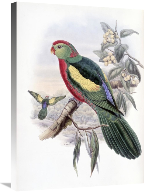 Global Gallery GCS-277736-30-142 30 in. Beautiful King Parrot Art Prin