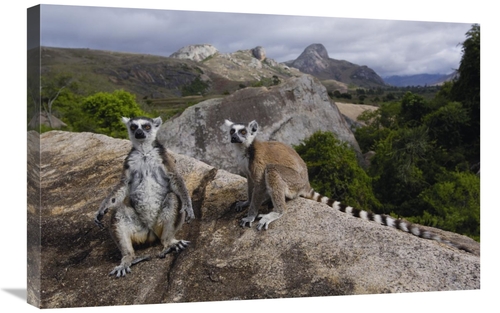 Global Gallery GCS-453239-2030-142 20 x 30 in. Ring-Tailed Lemur Pair&