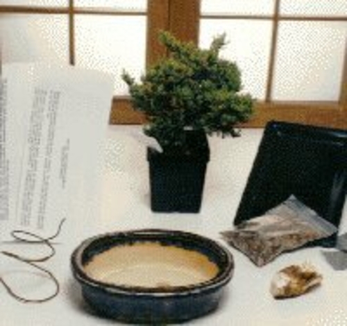 Basic Starter Kit - Juniper ProcumbensMake Your Own Bonsai Tree