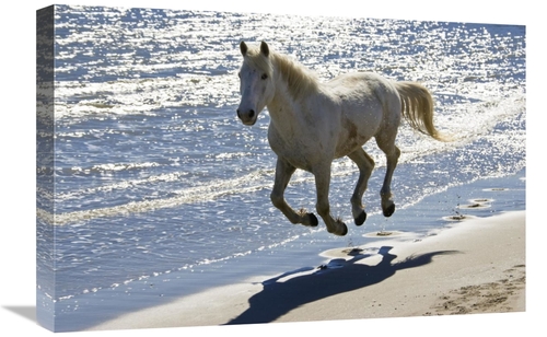 Global Gallery GCS-453615-1624-142 16 x 24 in. Camargue Horse Running 