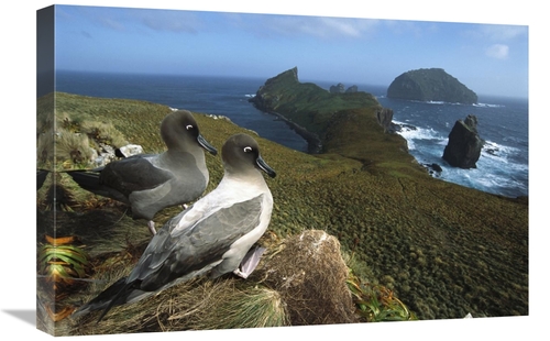 Global Gallery GCS-451618-1624-142 16 x 24 in. Light-Mantled Albatross