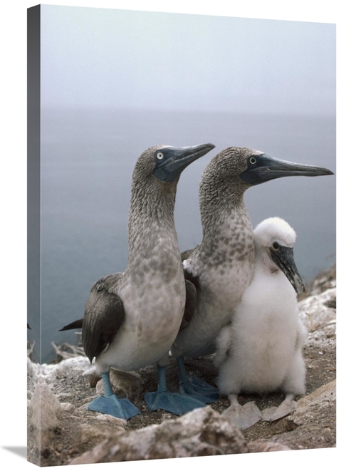 Global Gallery GCS-451268-2030-142 20 x 30 in. Blue-Footed Booby Pair 