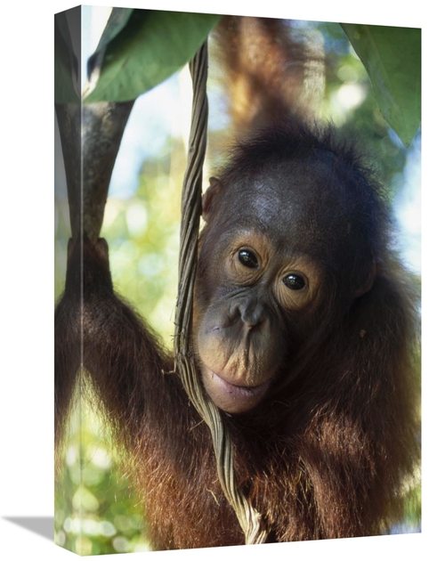 12 x 18 in. Orangutan Juvenile, Tanjung Puting National Park, 