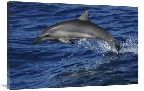 Global Gallery GCS-453579-2436-142 24 x 36 in. Spinner Dolphin Jumping