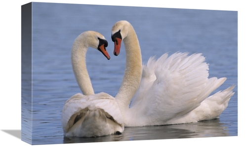 Global Gallery GCS-395570-1218-142 12 x 18 in. Mute Swan Pair Courting