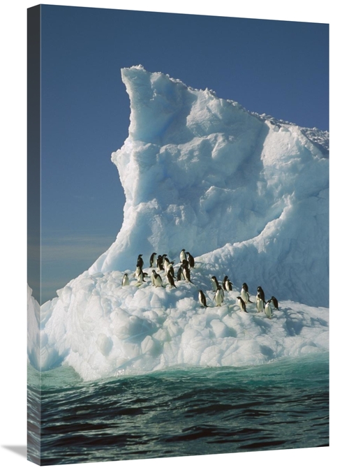 Global Gallery GCS-397790-2030-142 20 x 30 in. Adelie Penguin Group Ri