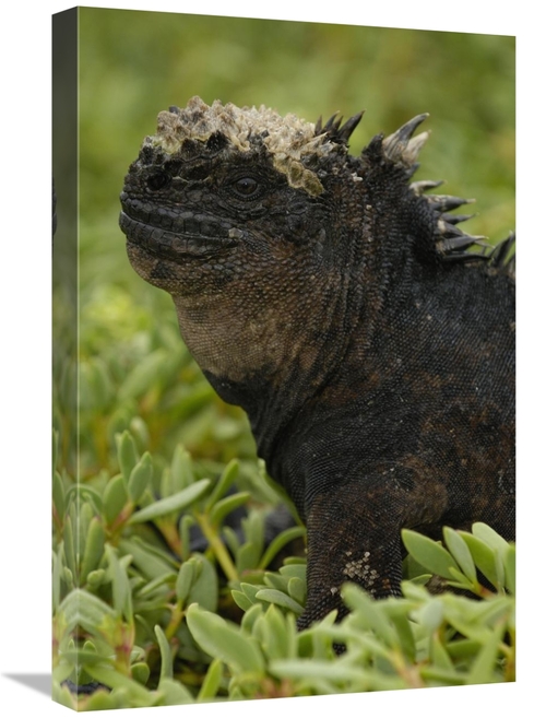 Global Gallery GCS-453051-1624-142 16 x 24 in. Marine Iguana, Sant