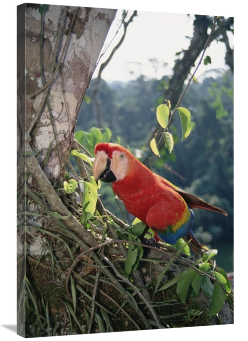 Global Gallery GCS-451533-2436-142 24 x 36 in. Scarlet Macaw Living in