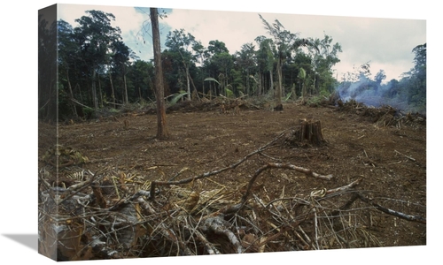 Global Gallery GCS-397640-1218-142 12 x 18 in. Rainforest Deforestatio