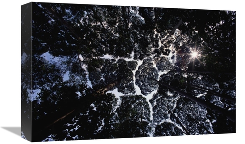 Global Gallery GCS-450694-1218-142 12 x 18 in. Crown Shyness, Sela