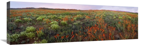 Global Gallery GCS-452093-1236-142 12 x 36 in. Panoramic VIew of Salt 