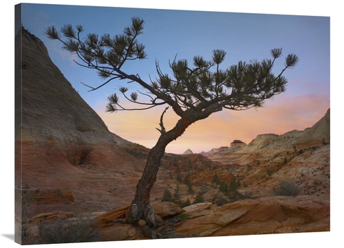 Global Gallery GCS-397058-3040-142 30 x 40 in. Lone Pine Tree with Eas