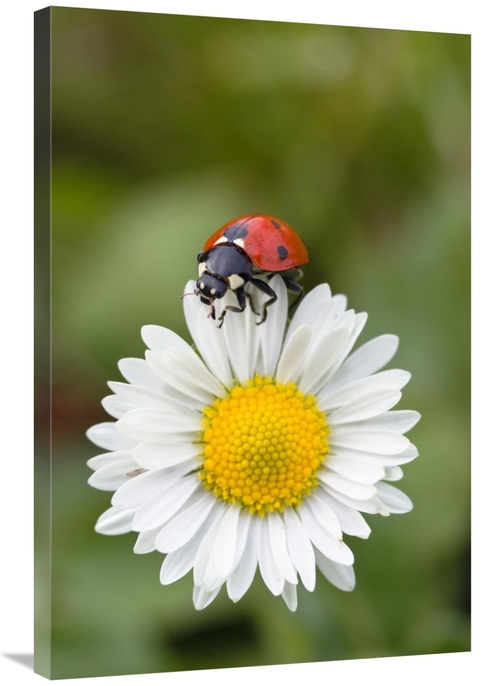 Global Gallery GCS-452719-2436-142 24 x 36 in. Seven-Spotted Ladybird 