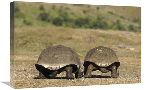 Global Gallery GCS-451375-1624-142 16 x 24 in. Galapagos Giant Tortois