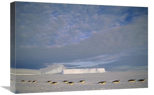 Global Gallery GCS-451121-1624-142 16 x 24 in. Emperor Penguins Tobogg