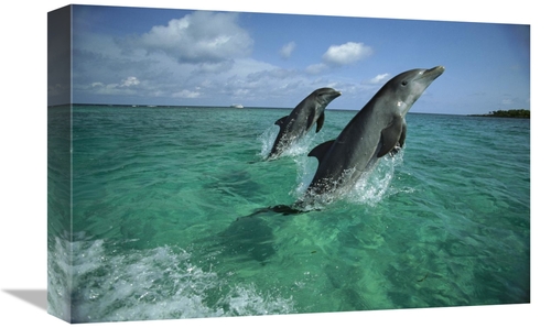Global Gallery GCS-452636-1218-142 12 x 18 in. Bottlenose Dolphin Pair