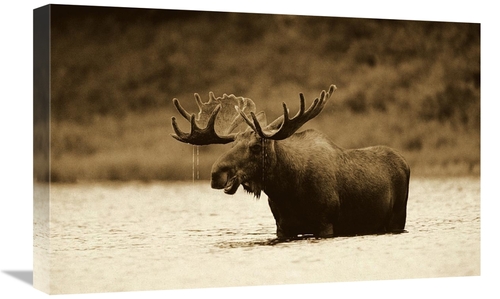 Global Gallery GCS-453684-1624-142 16 x 24 in. Moose Male Raising Its 