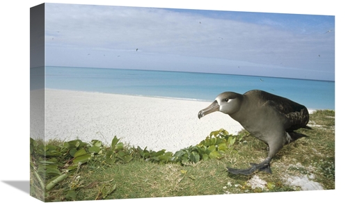 Global Gallery GCS-451441-1218-142 12 x 18 in. Black-Footed Albatross 