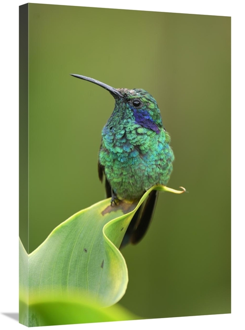 Global Gallery GCS-397646-2030-142 20 x 30 in. Green VIolet-Ear Hummin