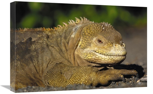 Global Gallery GCS-453078-1624-142 16 x 24 in. Galapagos Land Iguana&#