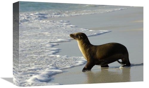 Global Gallery GCS-453059-1218-142 12 x 18 in. Galapagos Sea Lion,