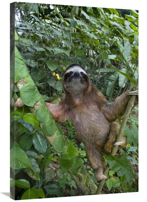 Global Gallery GCS-395844-2436-142 24 x 36 in. Brown-Throated Three-To