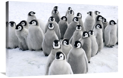 Global Gallery GCS-398276-2436-142 24 x 36 in. Emperor Penguin Chicks&