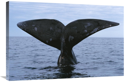 Global Gallery GCS-453570-2436-142 24 x 36 in. Southern Right Whale Di