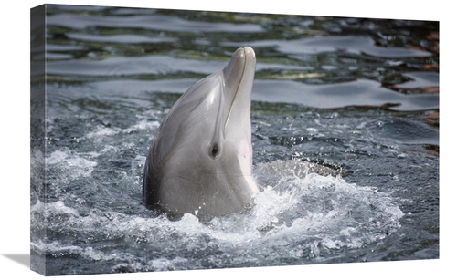 Global Gallery GCS-450625-1624-142 16 x 24 in. Bottlenose Dolphin,