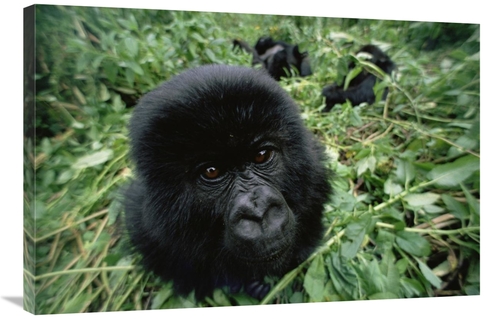 Global Gallery GCS-452982-2436-142 24 x 36 in. Mountain Gorilla Baby P