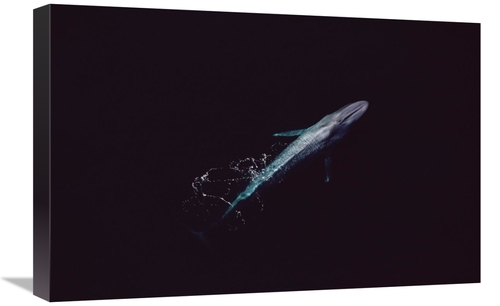 Global Gallery GCS-450605-1624-142 16 x 24 in. Blue Whale Aerial VIew 