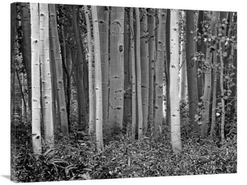 Global Gallery GCS-460933-3040-142 30 x 40 in. Aspen Trees & Fireweed&