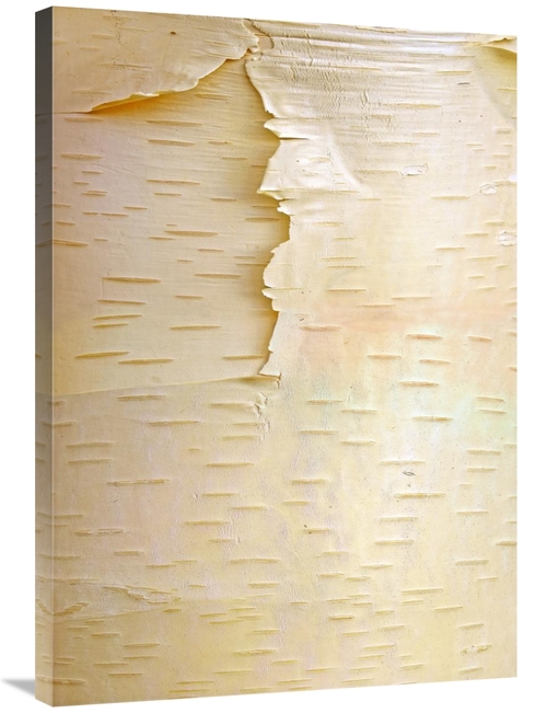 Global Gallery GCS-396182-36-142 36 in. Birch Close Up of Tree Trunk&#