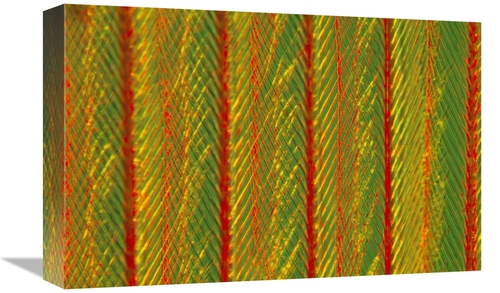 Global Gallery GCS-398216-1218-142 12 x 18 in. Close Up of Feather Sho