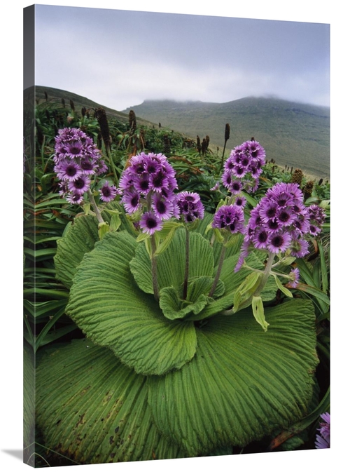 Global Gallery GCS-451590-2436-142 24 x 36 in. Giant Daisy in Full Blo