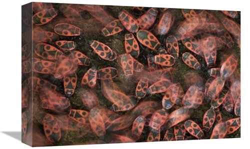 Global Gallery GCS-395350-1218-142 12 x 18 in. Fire Bug Mass Mating