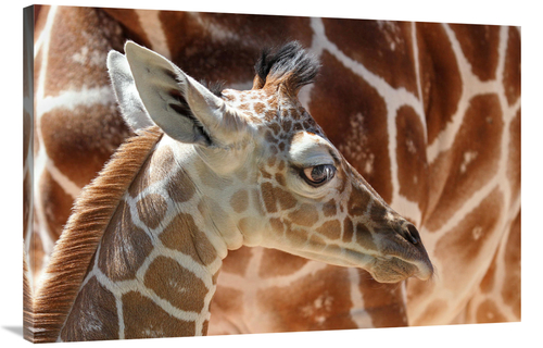 Global Gallery GCS-486402-40-142 40 in. Baby Giraffe Art Print - Vic S