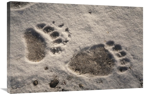 Global Gallery GCS-395456-2436-142 24 x 36 in. Grizzly Bear Front & Ba