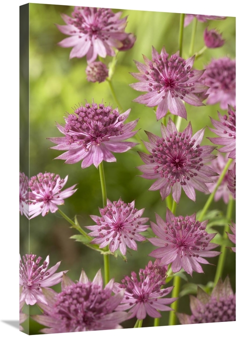 Global Gallery GCS-398382-2030-142 20 x 30 in. Greater Masterwort Roma