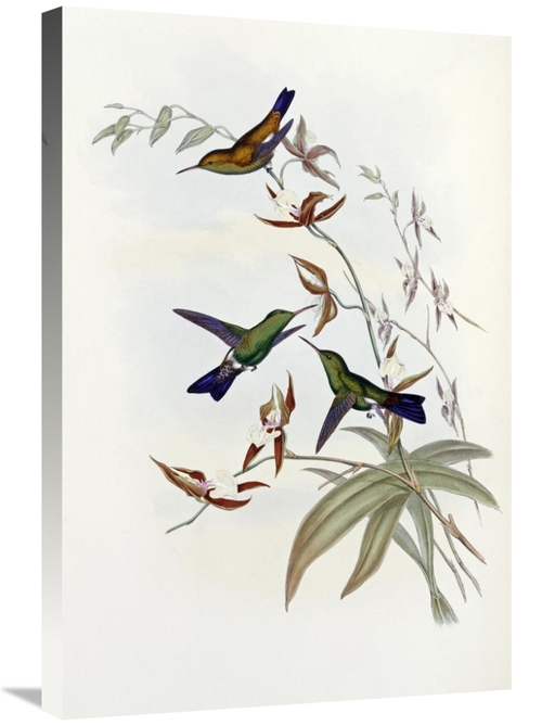 Global Gallery GCS-268029-30-142 30 in. Family of Hummingbirds Art Pri