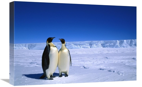 Global Gallery GCS-397950-1624-142 16 x 24 in. Emperor Penguin Pair&#4