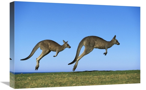 Global Gallery GCS-395904-1624-142 16 x 24 in. Eastern Grey Kangaroo T