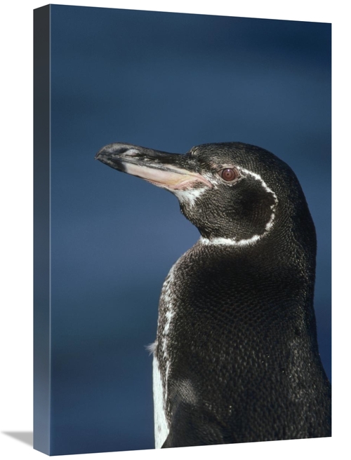 Global Gallery GCS-451232-1624-142 16 x 24 in. Galapagos Penguin, 