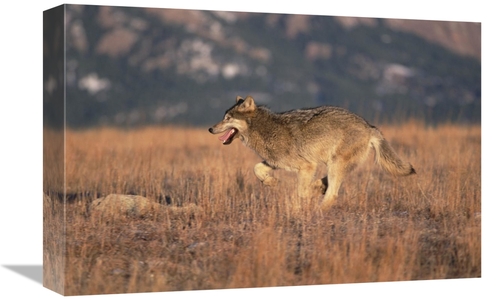 Global Gallery GCS-452299-1218-142 12 x 18 in. Timber Wolf Running Thr