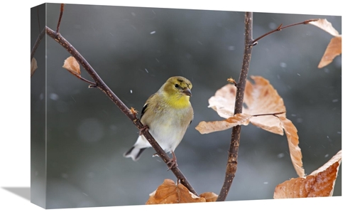 Global Gallery GCS-397595-1218-142 12 x 18 in. American Goldfinch in W