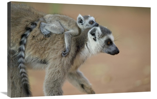 Global Gallery GCS-398117-2436-142 24 x 36 in. Ring-Tailed Lemur Baby 