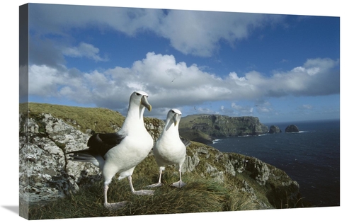 Global Gallery GCS-451608-2030-142 20 x 30 in. White-Capped Albatross 