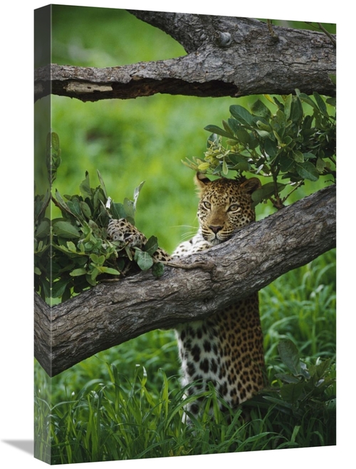 Global Gallery GCS-452976-1624-142 16 x 24 in. Leopard Female, Sce