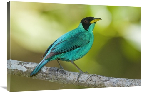 Global Gallery GCS-397286-2436-142 24 x 36 in. Green Honeycreeper Male