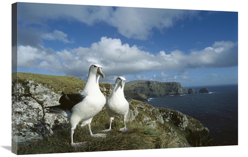 Global Gallery GCS-451608-2436-142 24 x 36 in. White-Capped Albatross 